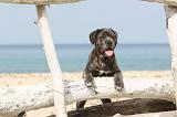 CANE CORSO 232